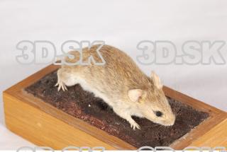 Mouse-Mus musculus 0008